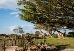 Kragga Kamma Game Park 