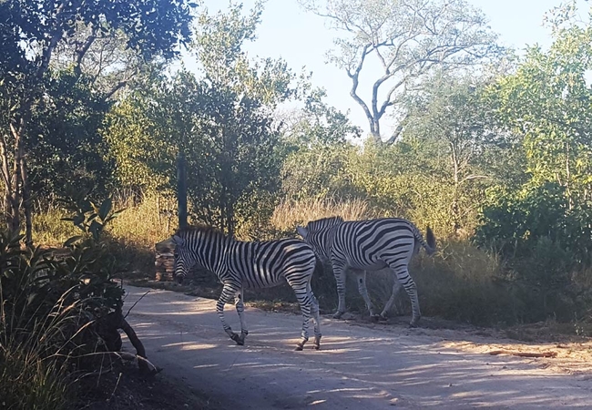 Kruger Elephant Point Lodge