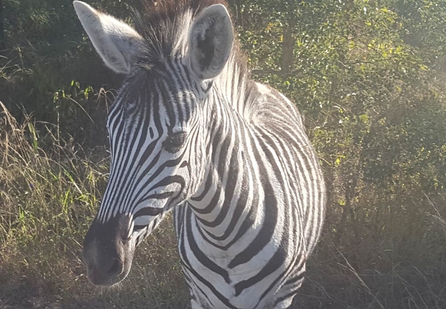 Kruger Elephant Point Lodge