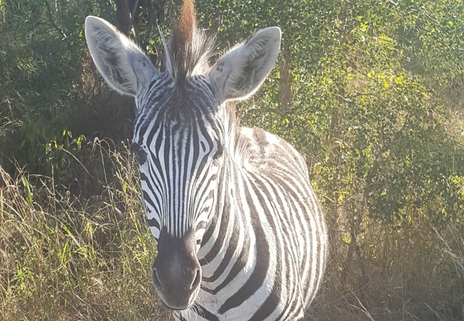 Kruger Elephant Point Lodge