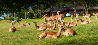 Kruger Park Lodge 252