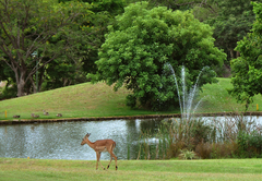 Kruger Park Lodge 608A