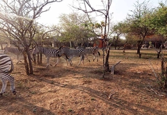 Kruger View