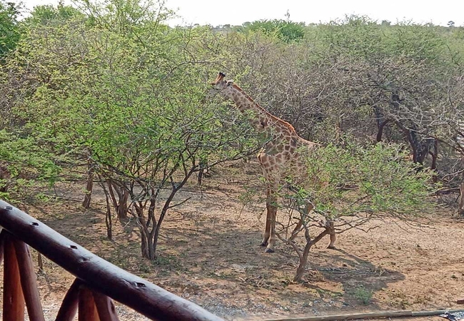 Kruger View
