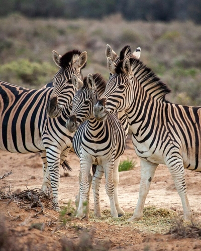Kuganha Luxury Tented Lodge