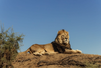 Kuganha Luxury Tented Lodge