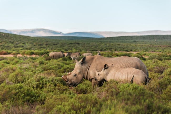 Kuganha Luxury Tented Lodge
