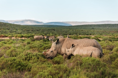 Kuganha Luxury Tented Lodge
