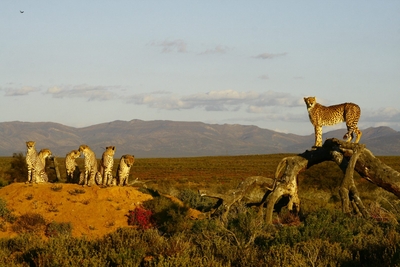 Kuganha Luxury Tented Lodge