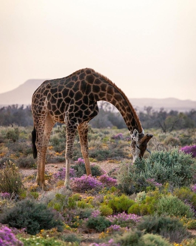 Kuganha Luxury Tented Lodge