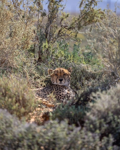 Kuganha Luxury Tented Lodge