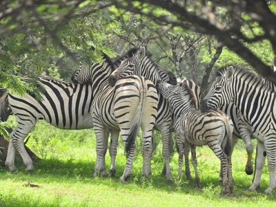 Kwalata Game Lodge