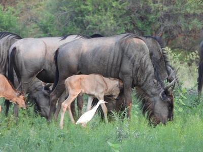 Kwalata Game Lodge