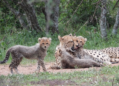 Kwalata Game Lodge