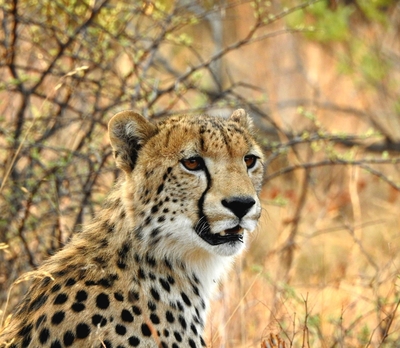 Kwalata Game Lodge