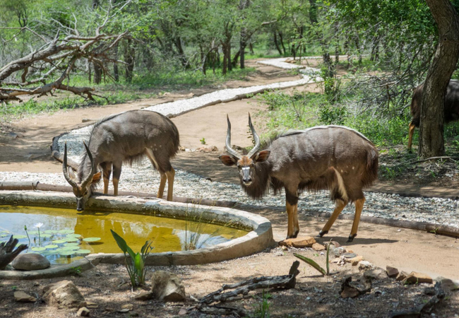 KwaMbili Game Lodge