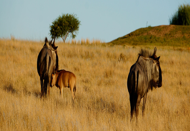 Wildebeest at Kwetu