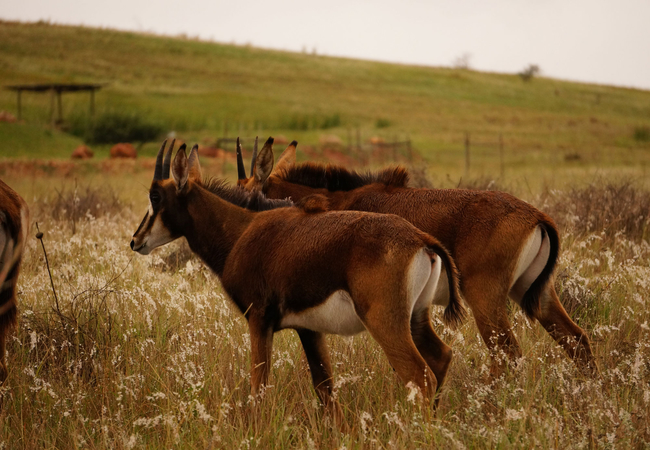 Teenage Sables at Kwetu