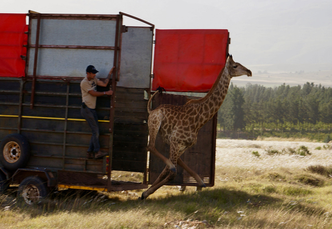 Sophie being released