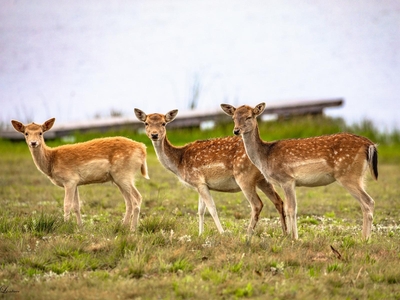 Exclusive Use Holiday Home