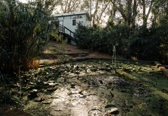 Lilly Pond view of Acacia