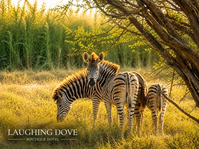 Laughing Dove Guesthouse