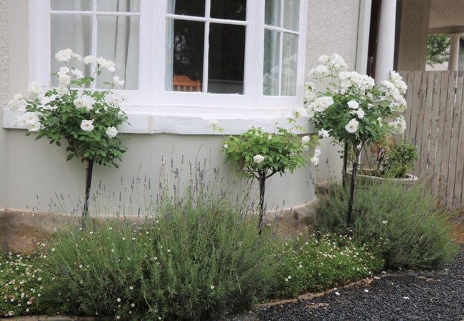 Lavender Lane B