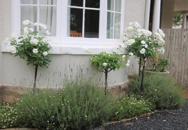 Lavender Lane Queenstown