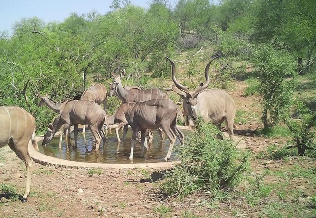 On Safari with Lengau Lodge