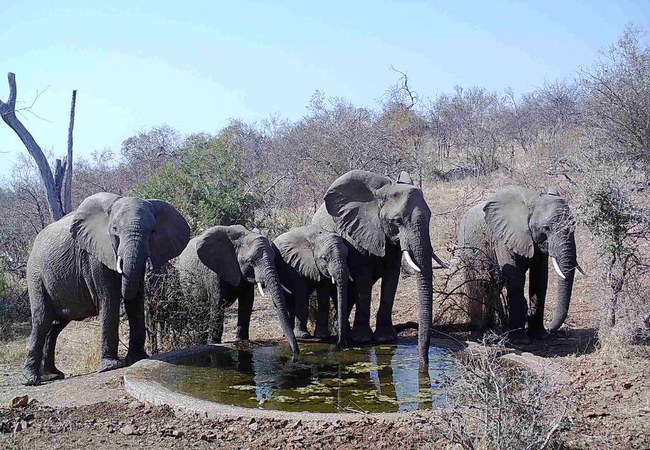 On Safari with Lengau Lodge