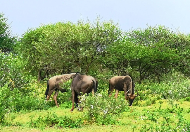 Leopardsong Game Lodge