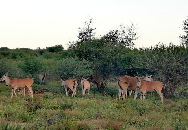 Leopardsong Game Lodge