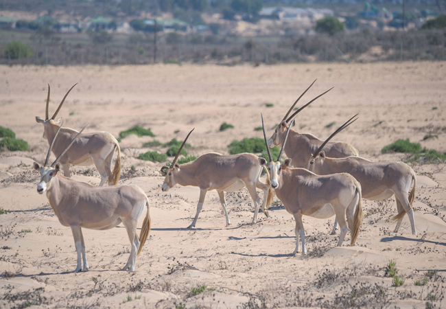 L\'Ermitage Quagga Lodge