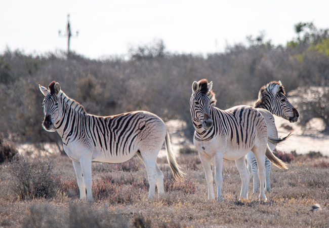 L\'Ermitage Quagga Lodge