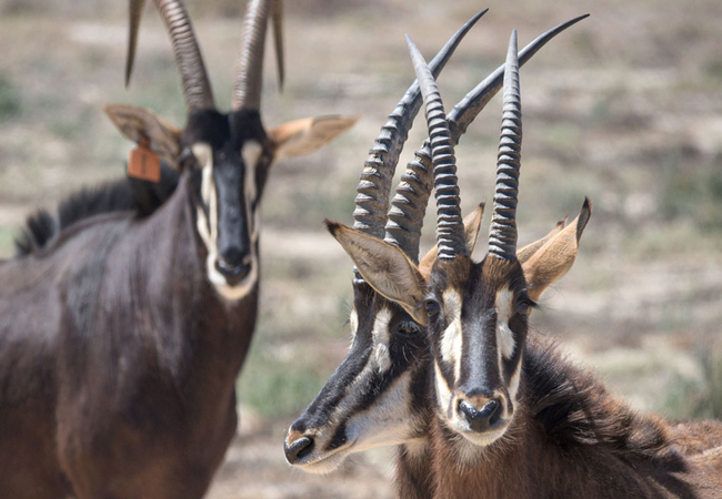 L\'Ermitage Quagga Lodge