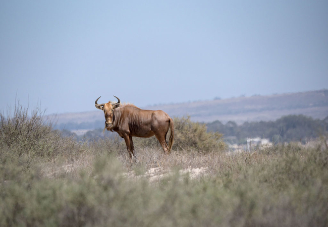 L\'Ermitage Quagga Lodge