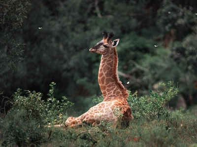 Leshiba Wilderness