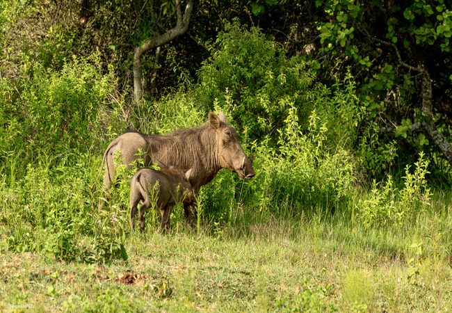 Leshiba Lavish Suites