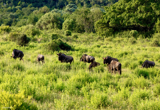 Leshiba Lavish Suites