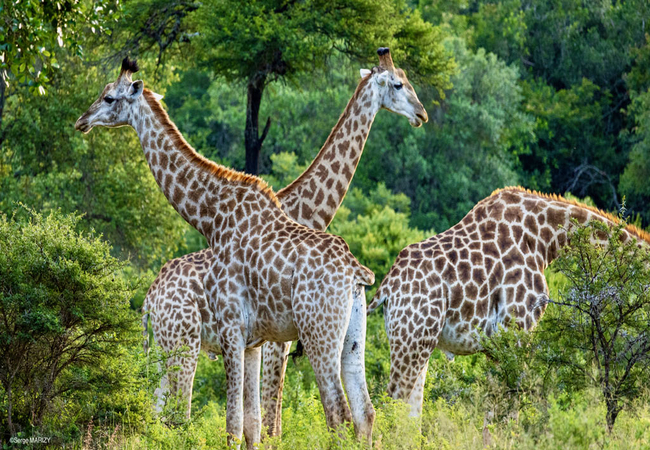 Leshiba Lavish Suites