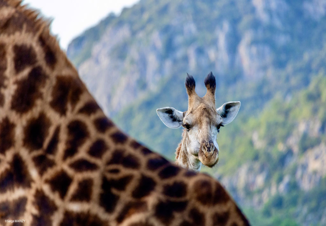 Leshiba Lavish Suites