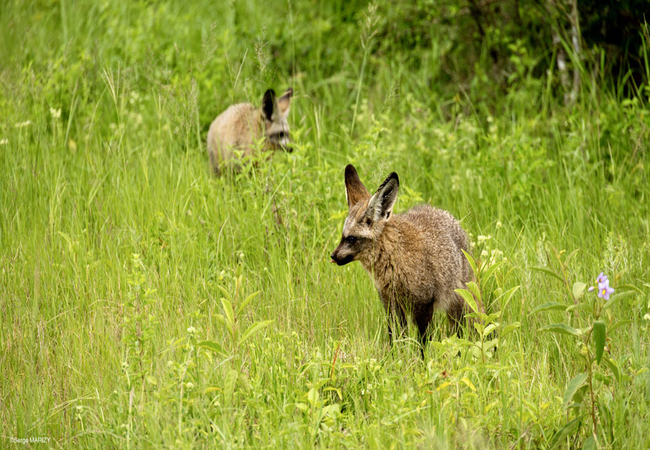 Leshiba Lavish Suites