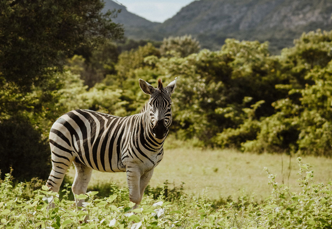 Leshiba Lavish Suites
