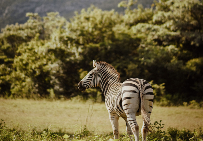 Leshiba Lavish Suites