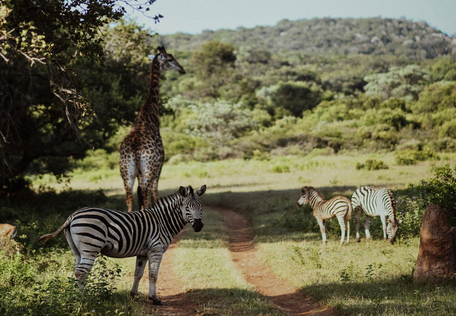 Leshiba Lavish Suites