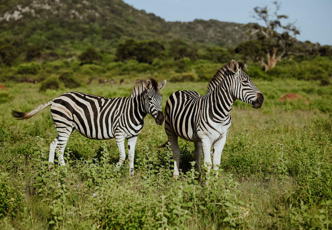 Leshiba Lavish Suites