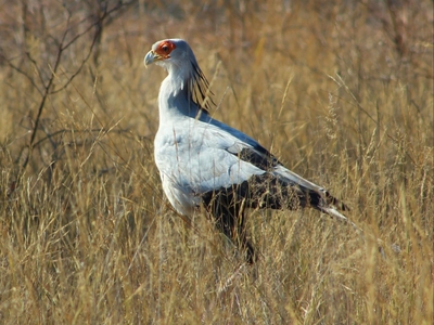 Lindani Game and Lodges