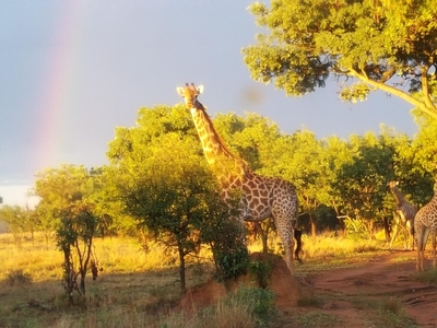 Lindani Game and Lodges