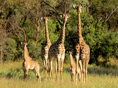 Lindani Game and Lodges