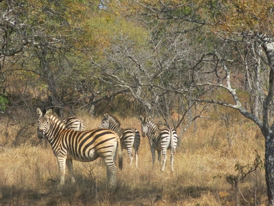 Lindani Game and Lodges